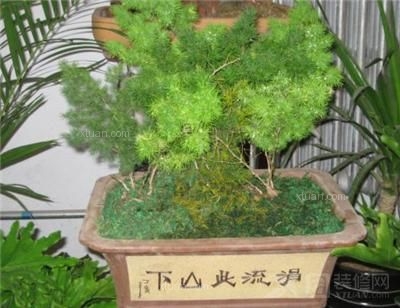 蓬莱松