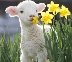 巧妙布格局：花草风水亦有“行”