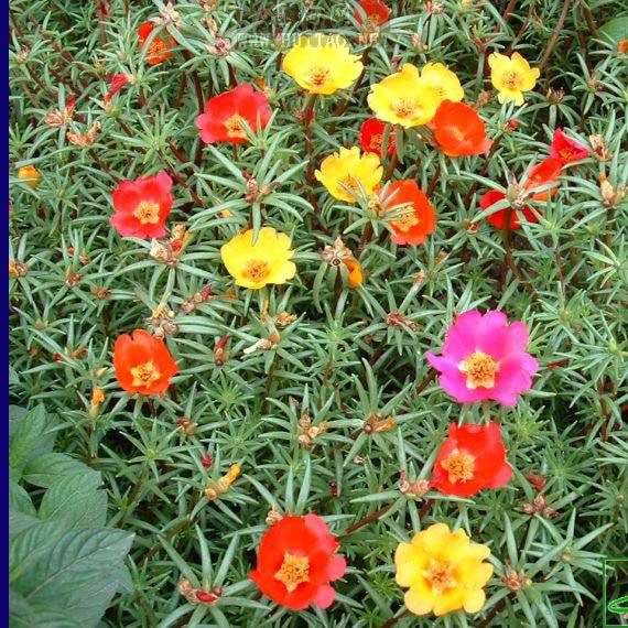 花园与庭院风水植物