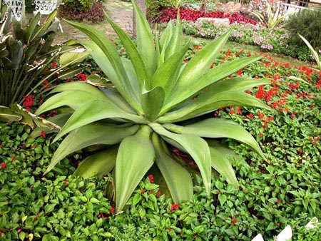 龙舌兰的养殖方法和风水作用